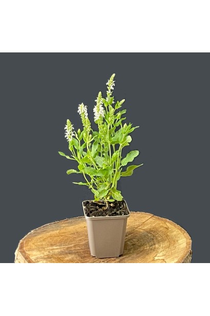 Salvia nemorosa `Schneehügel` в контейнері